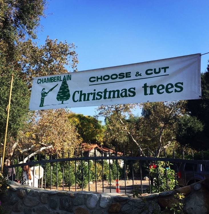 Chamberlain Choose & Cut Christmas Tree Farm - Claremont, CA | FarmZenda