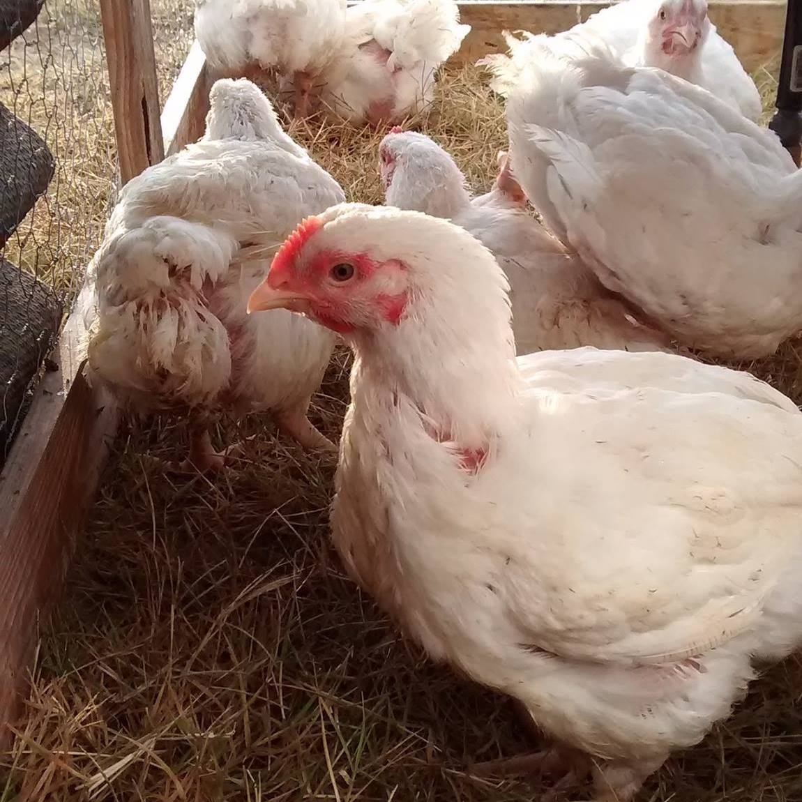BCS Chicken - College Station, TX | FarmZenda