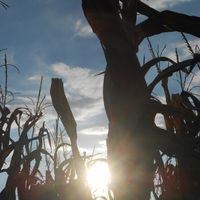 Lytle's Corn Maze Pumpkin Patch & Farm logo