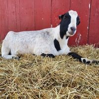 Stearns Homestead logo