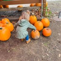 Schacht Family Farm logo