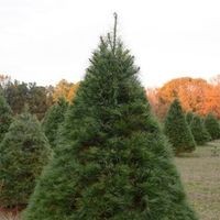 Windy Knoll Farm logo