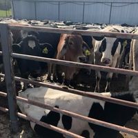 Penna Holstein Farm logo