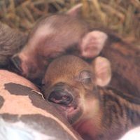 SaddleCroft Farm logo