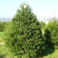 Bowser's Christmas Tree Farm logo