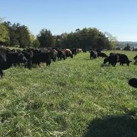 Belle Meade Pastures logo